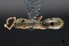 Euponera pilosior