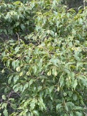 Combretum padoides