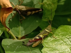 Apalacris varicornis