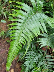 Microlepia marginata