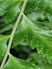 Microlepia marginata