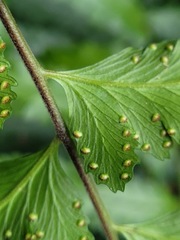 Microlepia marginata