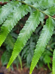 Microlepia marginata