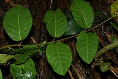 Odontadenia puncticulosa