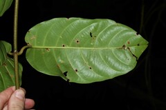 Odontadenia puncticulosa