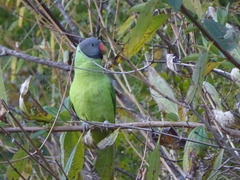 Psittacula himalayana