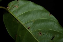 Odontadenia puncticulosa