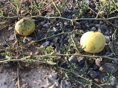 Citrullus colocynthis