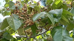 Sterculia apetala