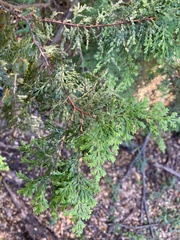 Austrocedrus chilensis