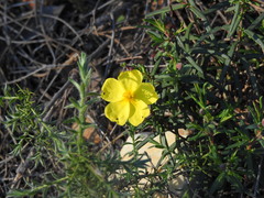 Cistus calycinus