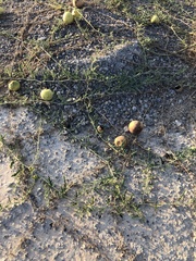 Citrullus colocynthis