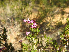 Erica umbellata