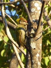 Picus chlorolophus