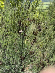 Vachellia exuvialis