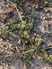 Citrullus colocynthis