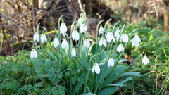 Galanthus