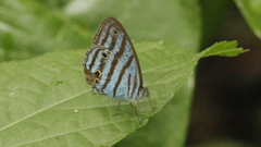 Cepheuptychia cephus