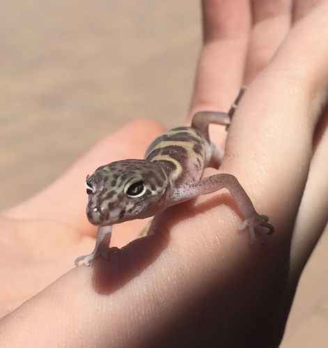 Western Banded Gecko