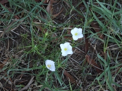 Nierembergia rigida