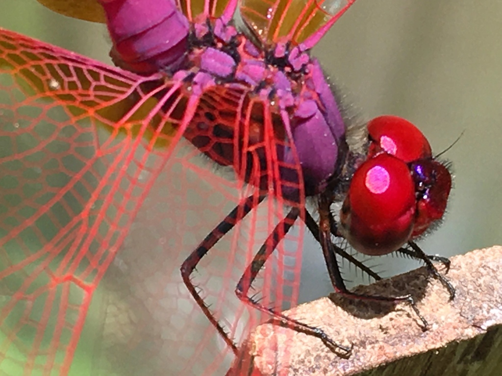 Crimson Marsh Glider