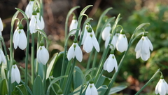 Galanthus