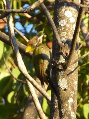 Picus chlorolophus