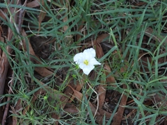 Nierembergia rigida