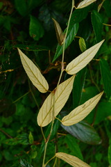 Rubus liui