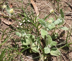 Pfaffia gnaphalioides