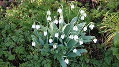 Galanthus