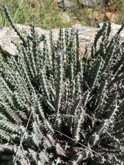 Euphorbia schinzii