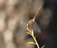 Trithemis werneri