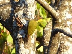 Picus chlorolophus
