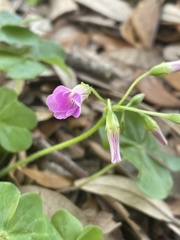 Oxalis debilis