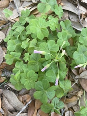 Oxalis debilis