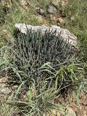 Euphorbia schinzii