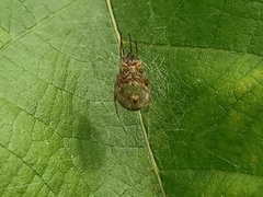 Bijoaraneus mitificus
