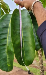 Heptapleurum actinophyllum