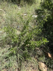 Pachypodium saundersii