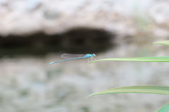 Pseudagrion decorum
