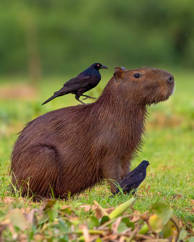 Giant Cowbird