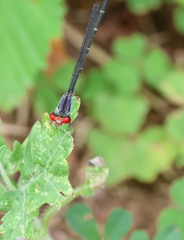 Pseudagrion sublacteum