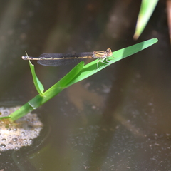 Pseudagrion