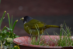 Spizixos semitorques