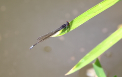 Pseudagrion hamoni