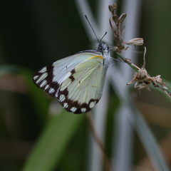 Belenois creona severina