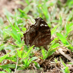 Junonia natalica natalica