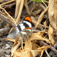 Colotis euippe omphale