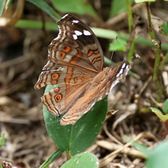 Junonia natalica natalica